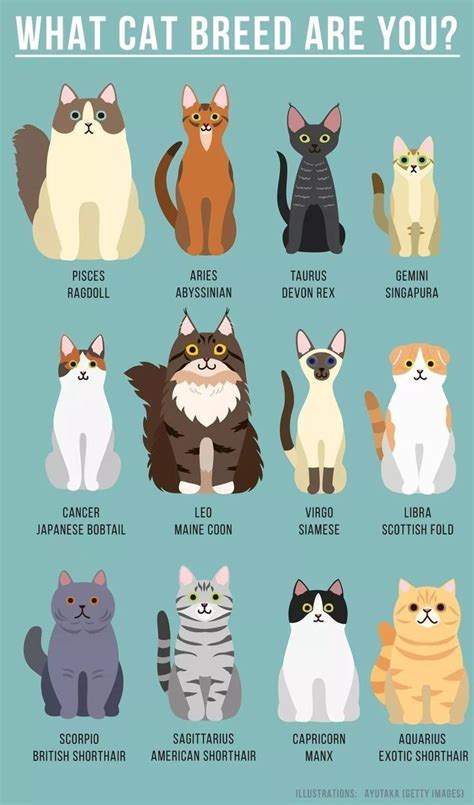 Cat Breed Chart With Pictures