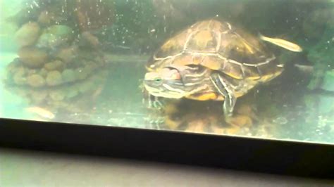 Turtle Feeding Frenzy Almost Youtube