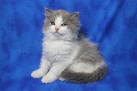 The cost for me to meet you at either we also offer discounts. Ragdoll kittens for sale in Dallas Metroplex area | Texas ...