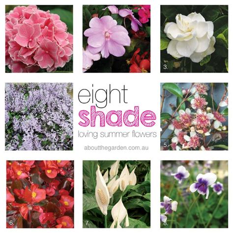 8 Summer Flowers For Shady Gardens About The Garden Magazine About
