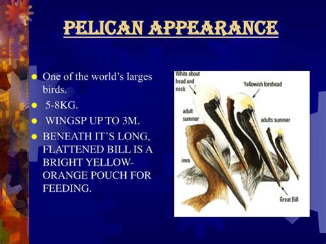 Ppt Pelican Powerpoint Presentation Free Download Id5146307