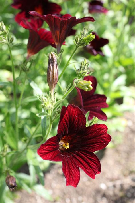 Listen to the audio pronunciation in english. Salpiglossis Plant Info - How To Grow Painted Tongue Plants