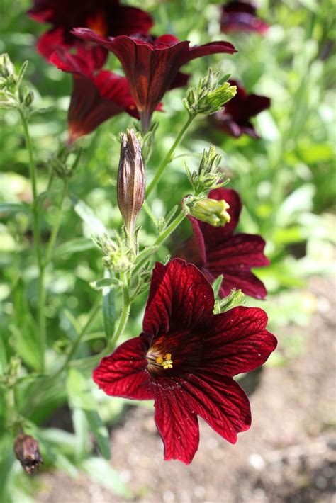 Any person interested in successfully curing their bad breath should always start off by establishing a routine focused on how often do you need to clean your tongue? Salpiglossis Plant Info - How To Grow Painted Tongue Plants