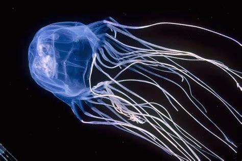 Australian Box Jellyfish Facts Natures Deadliest Creature