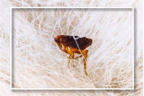 Flea Control Services In Sydney Professional Pest Extermination