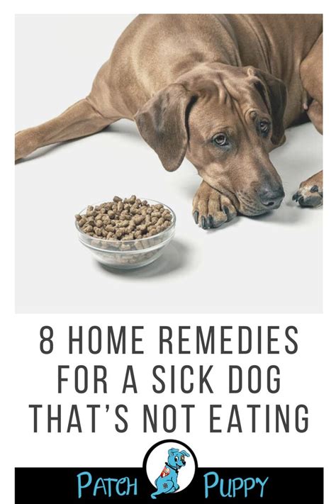 8 Home Remedies For A Sick Dog Thats Not Eating