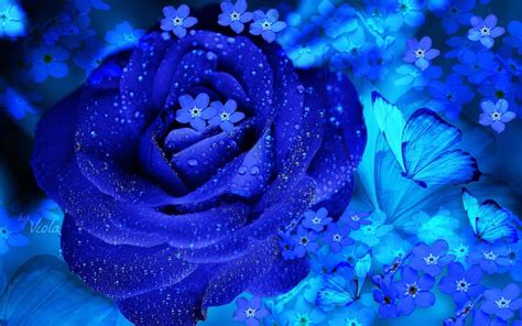 Beautiful Blue Rose 2014 High Quality Wallpaper Preview