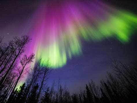 Purple And Green Aurora In Alaska Northern Lights Aurora Borealis