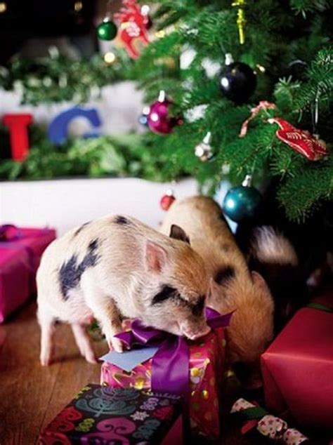 41 Christmas Pig Wallpaper