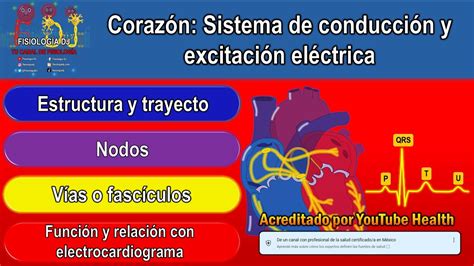 Sistema De Conducción Del Corazón Anatomía Sistema De Conducción Del Corazón Fisiología Youtube