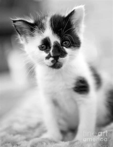Spotted Black And White Kitten Photograph By Iris Richardson