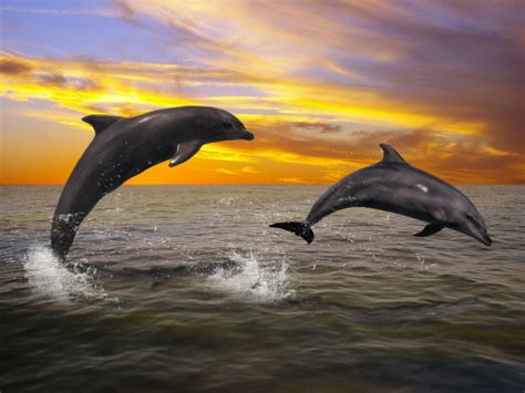 Purple dolphin dolphins sunset desktop hd wallpapers ocean animals water longwallpapers. 36+ Wallpaper Dolphin Sunset on WallpaperSafari