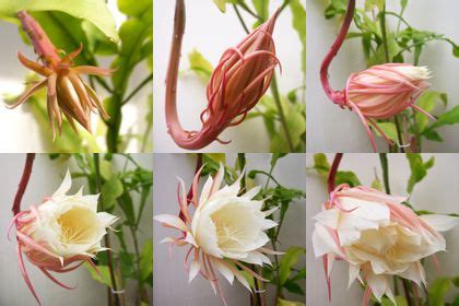 Have you seen floral art of the queen of the night flower? Pin on Green Thumb