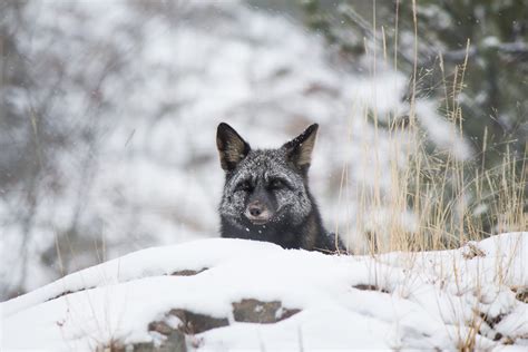 Meet The Animals From The Yukon Wildlife Preserve Non Stop Destination