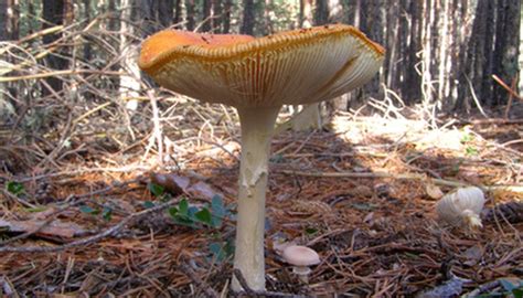 How To Pick Edible Wild Mushrooms Sciencing
