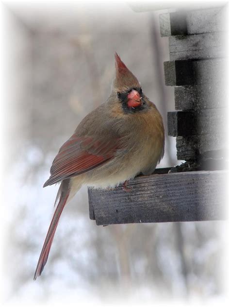 Cool Bird That Looks Like A Cardinal But Is Not