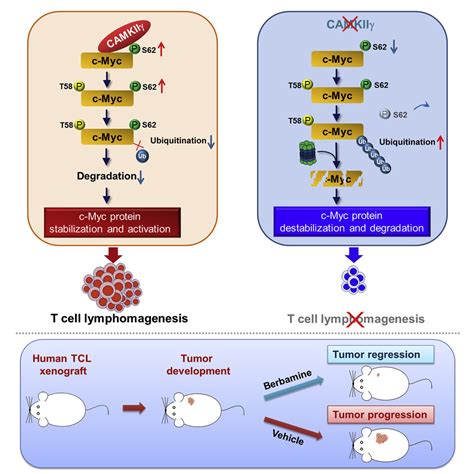 Stabilization Of The C Myc Protein By Camkiiγ Promotes T Cell Lymphoma