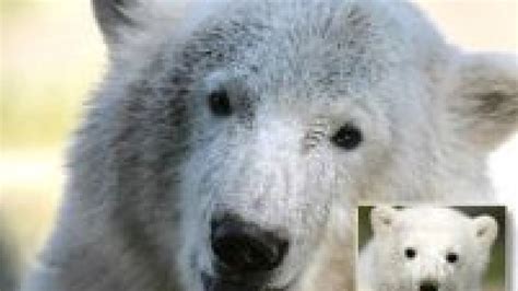 Knut Ursul Polar Este Star Ul Unui Film Documentar Foto