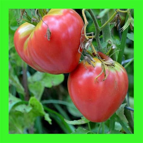 Tomato Oxheart Pink Heritage Organic Open Pollinated Seeds