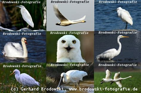 Vögel ohne federn, die nicht singen können, warnen sie davor, dass sie von einer reicheren person dominiert werden. Großer weißer Vogel - Weiße Vögel in Deutschland - Bilder