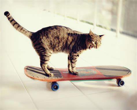 Tabby Cat On Skateboard By Hulya Ozkok