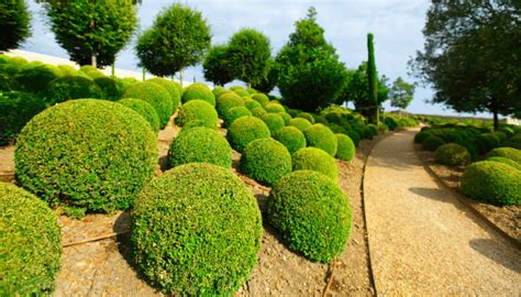 What To Plant In Front Of Boxwoods Solvermatic