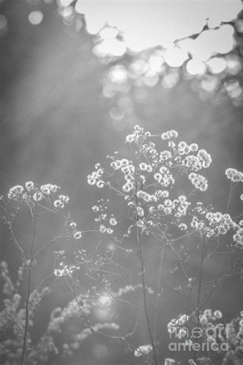 Autumn Weeds Photograph By Cheryl Baxter Fine Art America