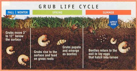 How To Detect And Control Grubs In The Lawn This Summer
