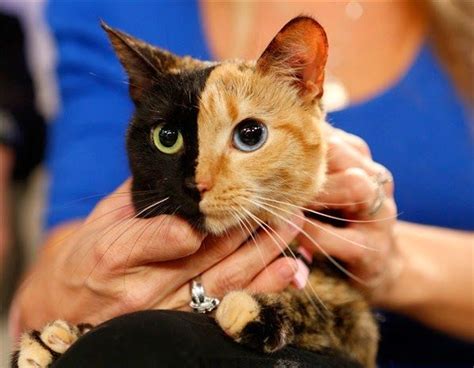 5 Strangest Looking Cats Ever Wow Very Weird But Cool Cutest