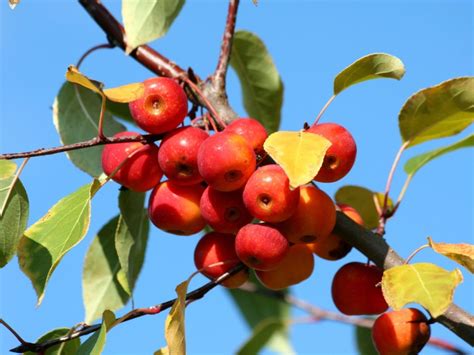 About Winesap Apples Tips On Growing A Winesap Apple Tree