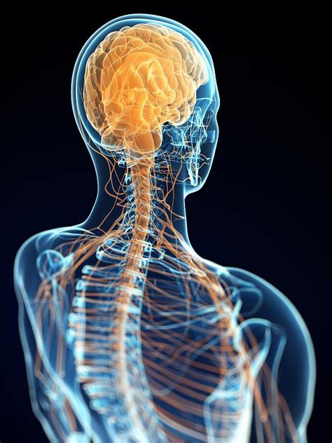 The autonomic nervous system has two divisions: Human Nervous System, Artwork Photograph by Sciepro