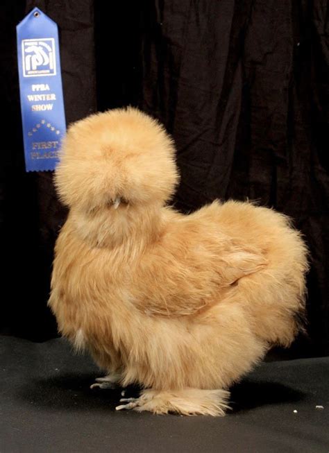 2 Bvs For Paisley Silkie Chickens Silkies Breeds
