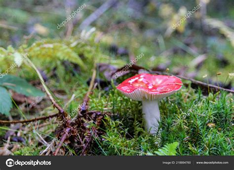 Red Russula Mushroom Russula Emetica Forest Stock Photo By ©yulan 218894760