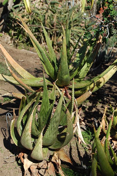 Harla Aloe Aloe Harlana In Lake Forest California Ca At Green