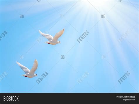 Two White Doves Fly Image And Photo Free Trial Bigstock