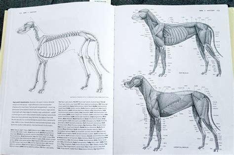 Dog Anatomy Drawing The Y Guide