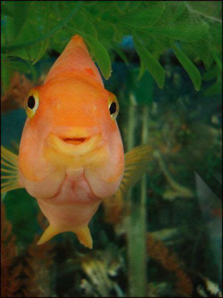 The Fish With Human Face Expressions 30 Pics
