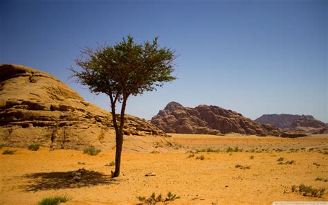 Wadi Rum Desert Jordan Tree 4k Hd Desktop Wallpaper For 4k