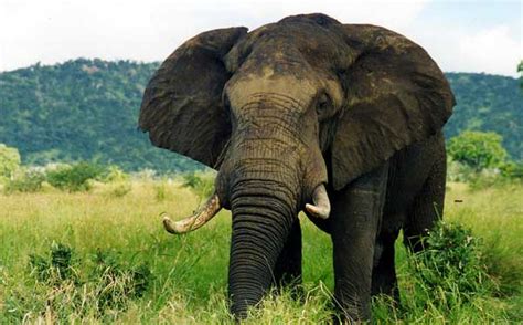 Elephant Information Facts Habitat Diet Science4fun