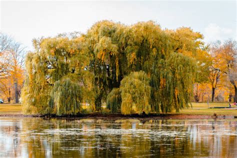Weeping Willow Tree In Autumn Stock Photos Pictures And Royalty Free