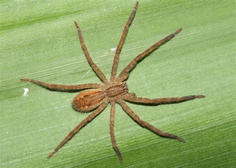 Are Banana Spiders Venomous The Answer Might Surprise You