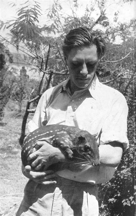 Gerald Durrell With A Paca Early 1950s Durrell Was A Great Animal