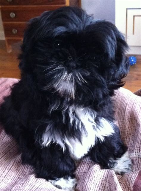 53 Best Black Shihtzu Images On Pinterest Shih Tzus