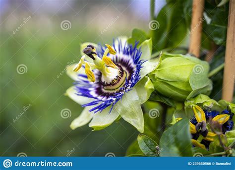Botanical Collection Beatiful Flowers Of Passiflora Plant With Edible