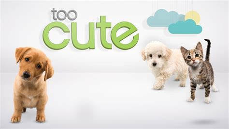 Too Cute Animal Planet Reality Series Where To Watch