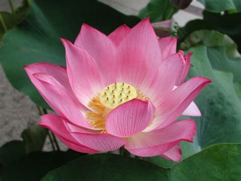 Health Benefits Of Lotus Roots Stems Seeds Leaves And Flowers