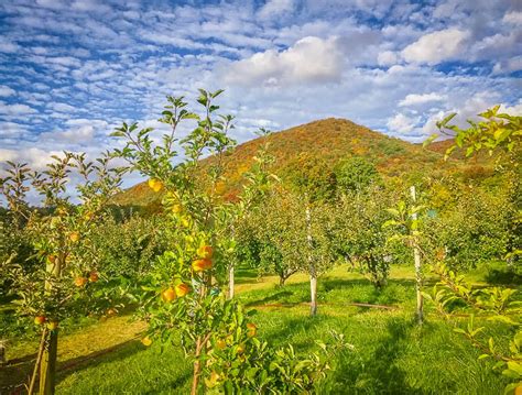 15 Best Places To Go Apple Picking In Vermont Farms Apple Orchards