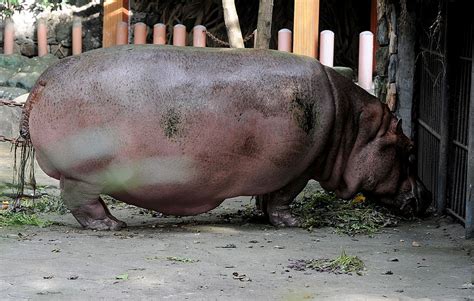 Oldest Hippo In The World Dies At 65