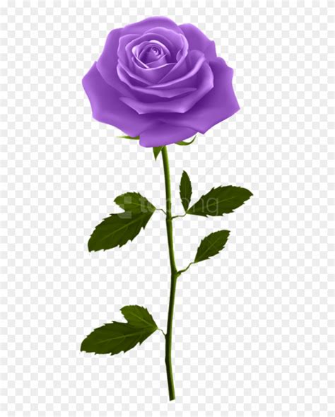 Purple Roses Clipart 10 Free Cliparts Download Images On Clipground 2022