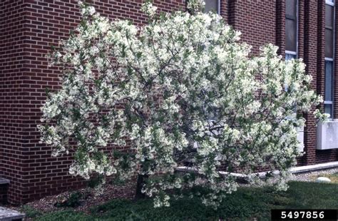 White Fringetree Chionanthus Virginicus